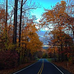 Empty road along trees