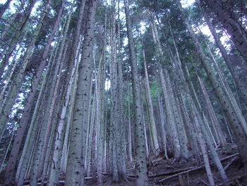 Panoramic shot of bamboo trees in forest