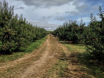 Dirt road amidst apple trees against sky