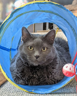 Close-up portrait of a cat