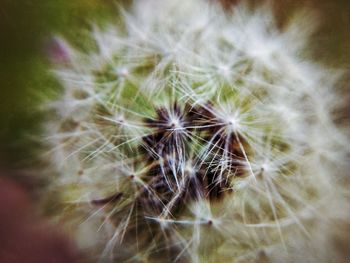 Close-up of dandelion