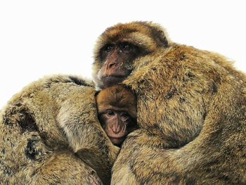 Close-up of a monkey