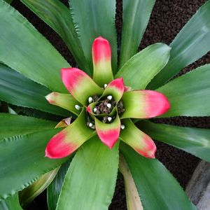 Close-up of plant