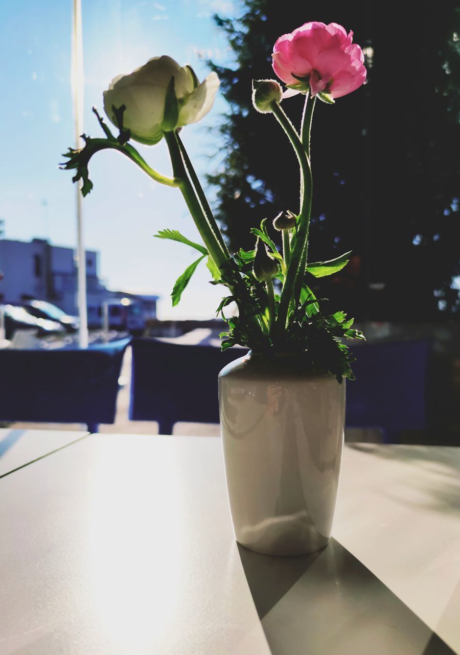 CLOSE-UP OF POTTED PLANT ON TABLE IN GLASS