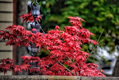 Close-up of red maple leaves on tree