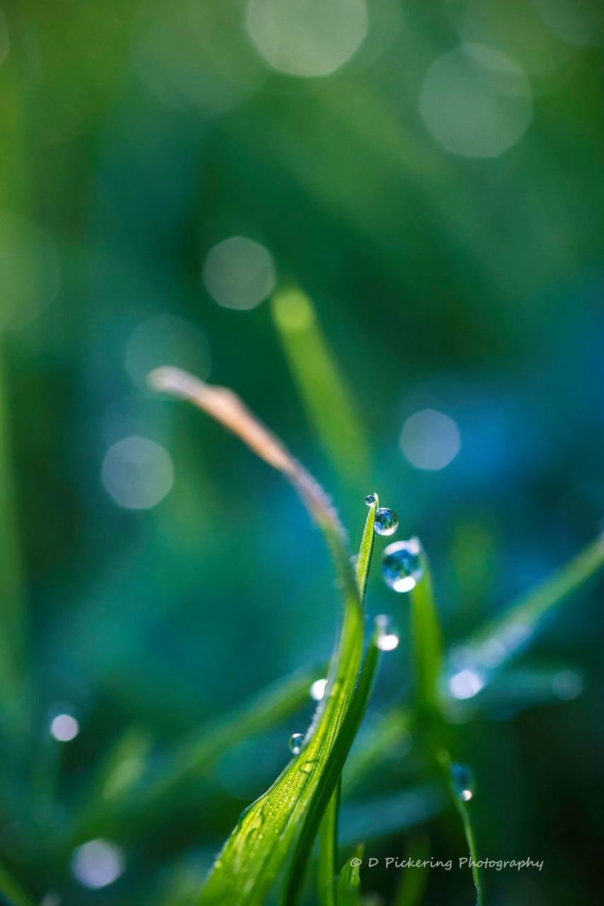 focus on foreground, close-up, growth, green color, blade of grass, nature, beauty in nature, drop, plant, selective focus, fragility, grass, freshness, water, green, outdoors, dew, wet, stem, no people