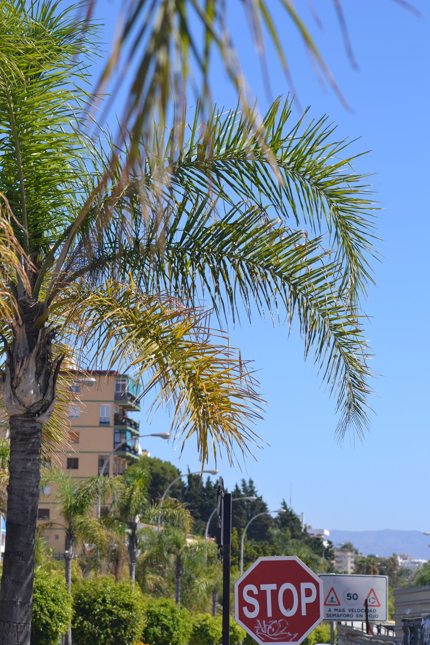 PALM TREES AGAINST SKY