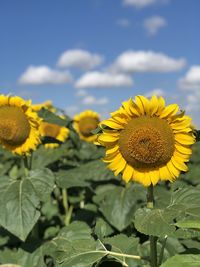 Close-up of yellow sunflower against sky