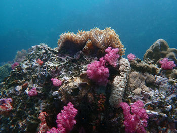 View of coral in sea