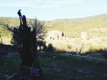 Tree in front of historic building against sky