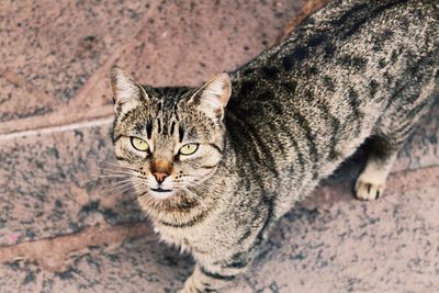 Close-up portrait of cat