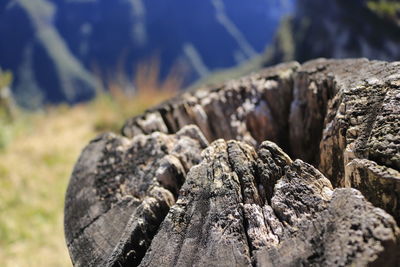 Close-up of log on tree stump