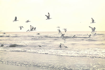 Seagulls flying over beach against the sky