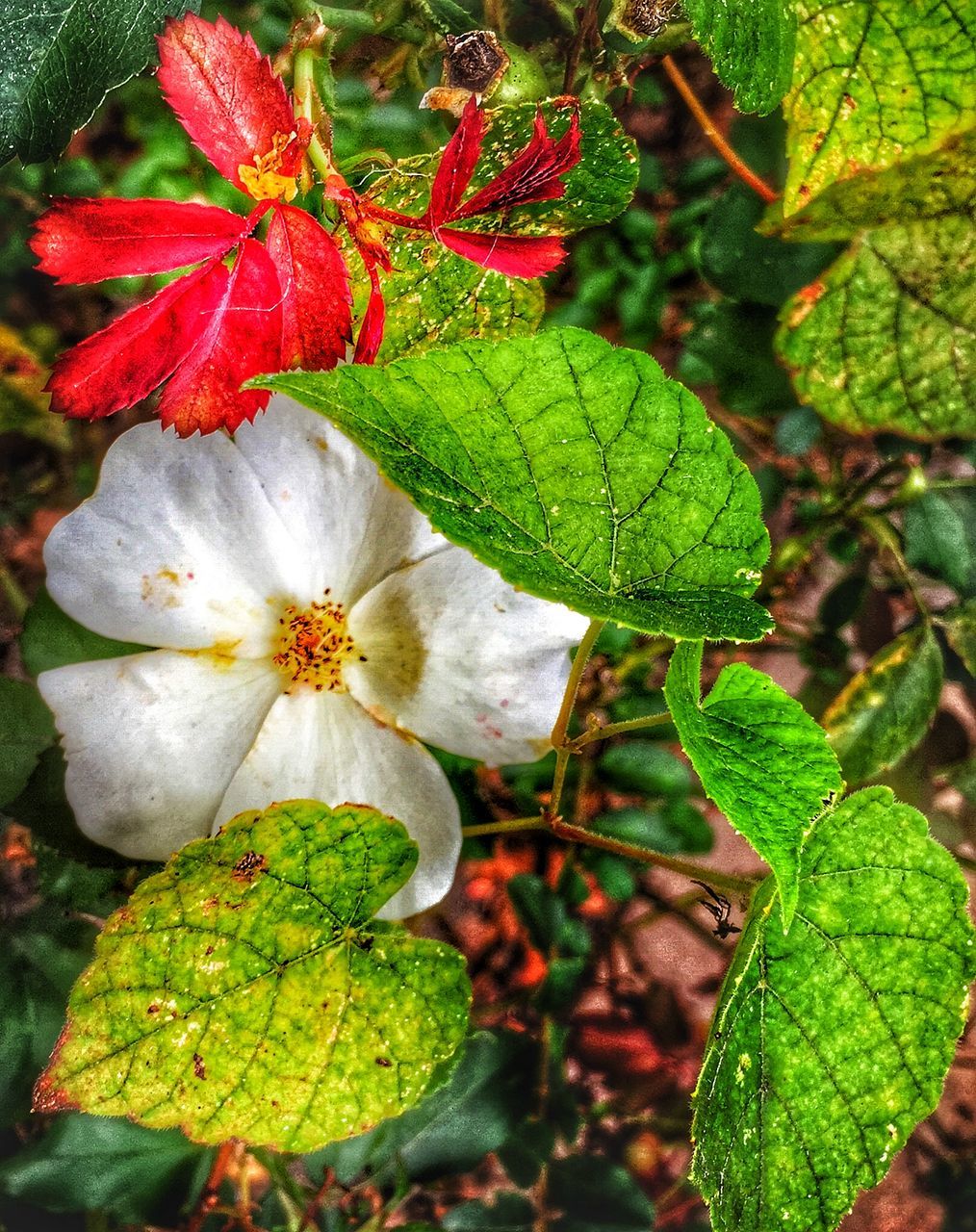 leaf, growth, freshness, fragility, close-up, nature, flower, beauty in nature, plant, green color, focus on foreground, petal, flower head, season, high angle view, day, botany, bud, outdoors, white color