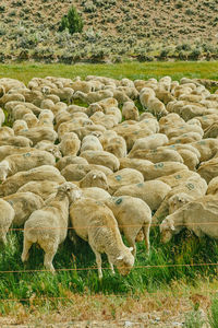 Herd of sheep grazing in a pasture near bodie in northern california.