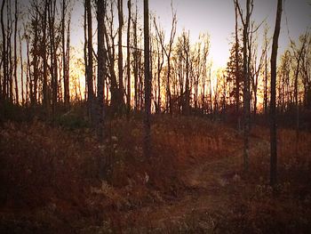 Sun shining through trees on landscape