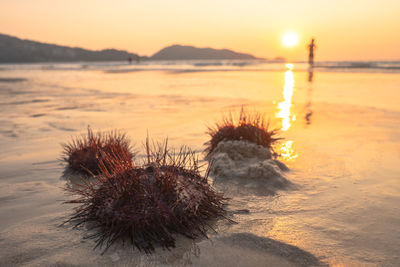 Close-up of beach against sky during sunset