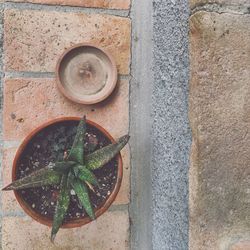 High angle view of potted plant