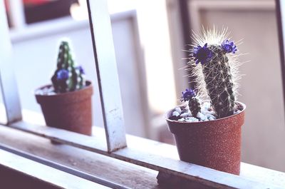 Close-up of potted plant on table