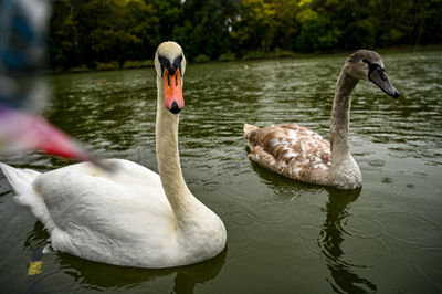 Swan floating on lake