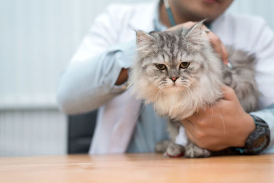 Cat on table