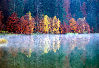 Autumn trees by lake in forest