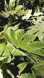 Close-up of fresh green plant