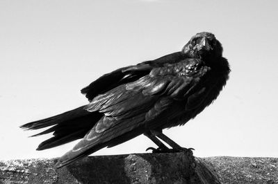 Bird perching on a wall