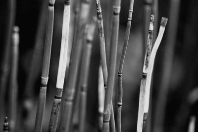 Close-up of dead plants