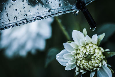 Close-up of flower against blurred background