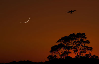 Low angle view of silhouette bird flying against orange sky