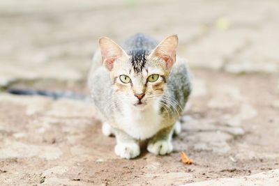 Portrait of tabby cat on footpath