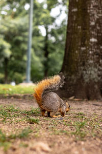 Squirrel on tree trunk