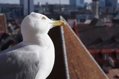 Close-up of seagull perching outdoors