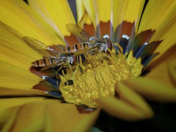 Close-up of insect on yellow flower