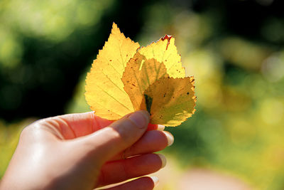 Close-up of hand holding maple leaves during autumn