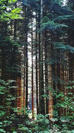 Trees in forest