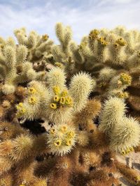 Close-up of cactus growing on field against sky