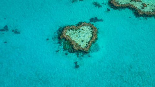 High angle view of coral in sea