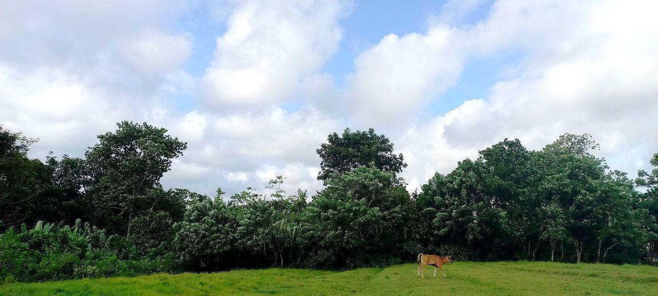 plant, tree, grass, cloud, sky, meadow, nature, green, pasture, rural area, field, hill, landscape, environment, land, forest, beauty in nature, grassland, day, animal, animal themes, growth, outdoors, lawn, natural environment, mammal, scenics - nature, domestic animals, tranquility, one person, non-urban scene, sunlight, one animal