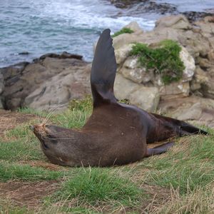 High angle view of sea lion on rock