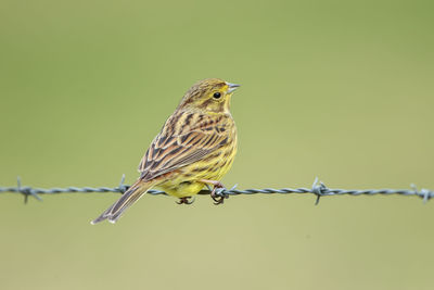 A yellowhammer on a barb wire