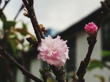 Close-up of pink flowers