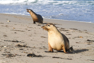 High angle view of sea lion on beach