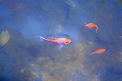 High angle view of koi carps swimming in pond