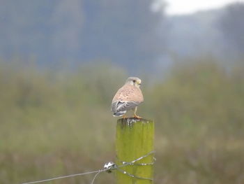 Close-up of bird perching on leaf