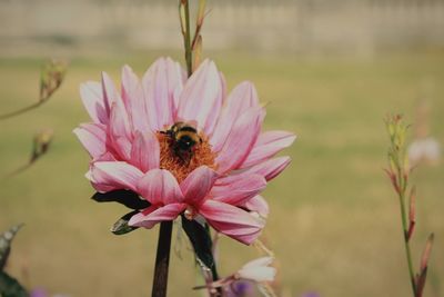 Close-up of bee pollinating on pink flower