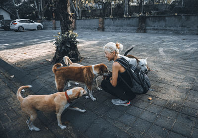 Dog lying down on street