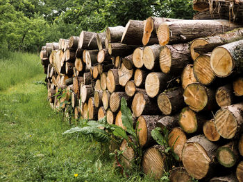 Stack of firewood on field in forest