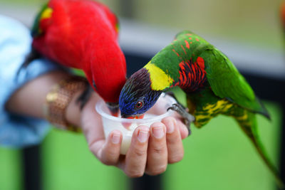 Midsection of person holding a bird